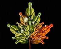 Stunning Collection of Human Flowers
